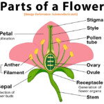 Environmental Science EVS Worksheet Flower Parts And Functions With