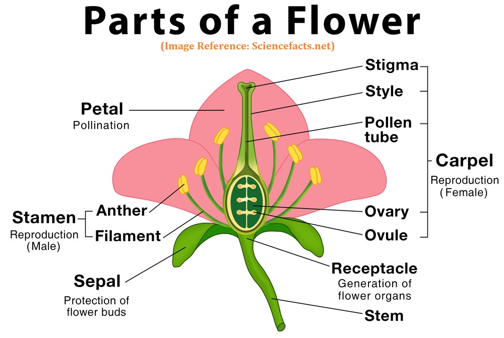 Environmental Science EVS Worksheet Flower Parts And Functions With 