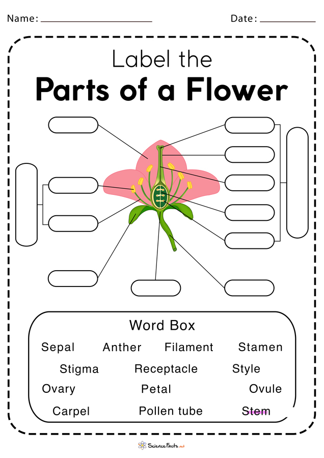 Parts Of A Flower Worksheet Free Printable