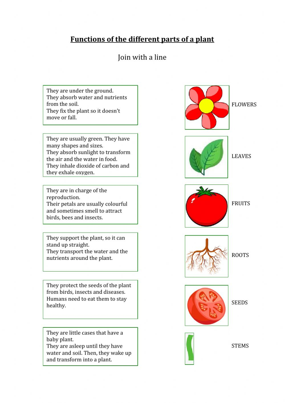 The Functions Of Plants Parts Worksheet