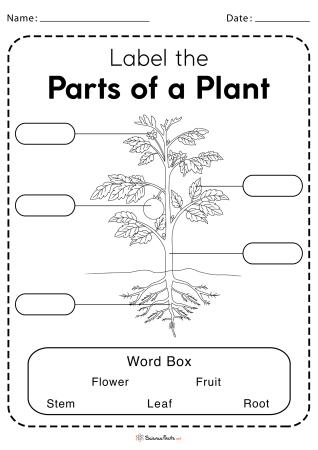 parts-of-a-plant-worksheets-free-printable-function-worksheets