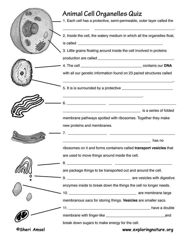 Cell Structure And Function Worksheets In 2020 Biology Worksheet