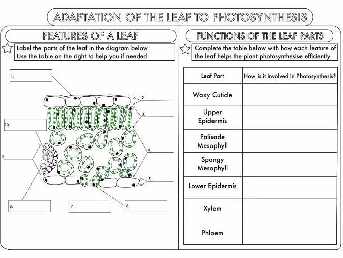 Pin On Worksheets Leaf Structure