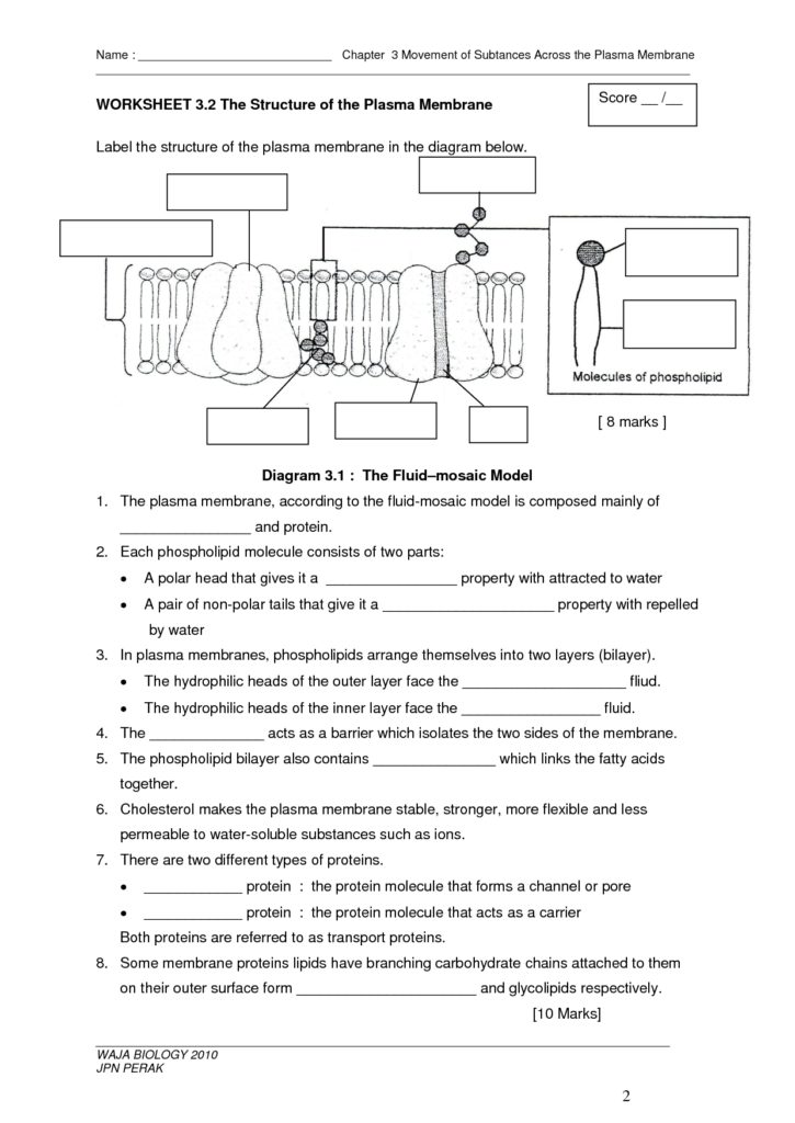 10 Cell Membrane Structure And Function Worksheet Worksheets Decoomo