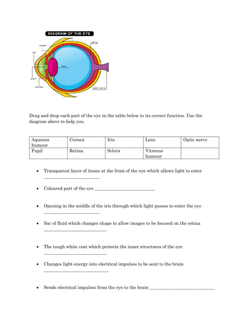 Parts Of The Eye Worksheet